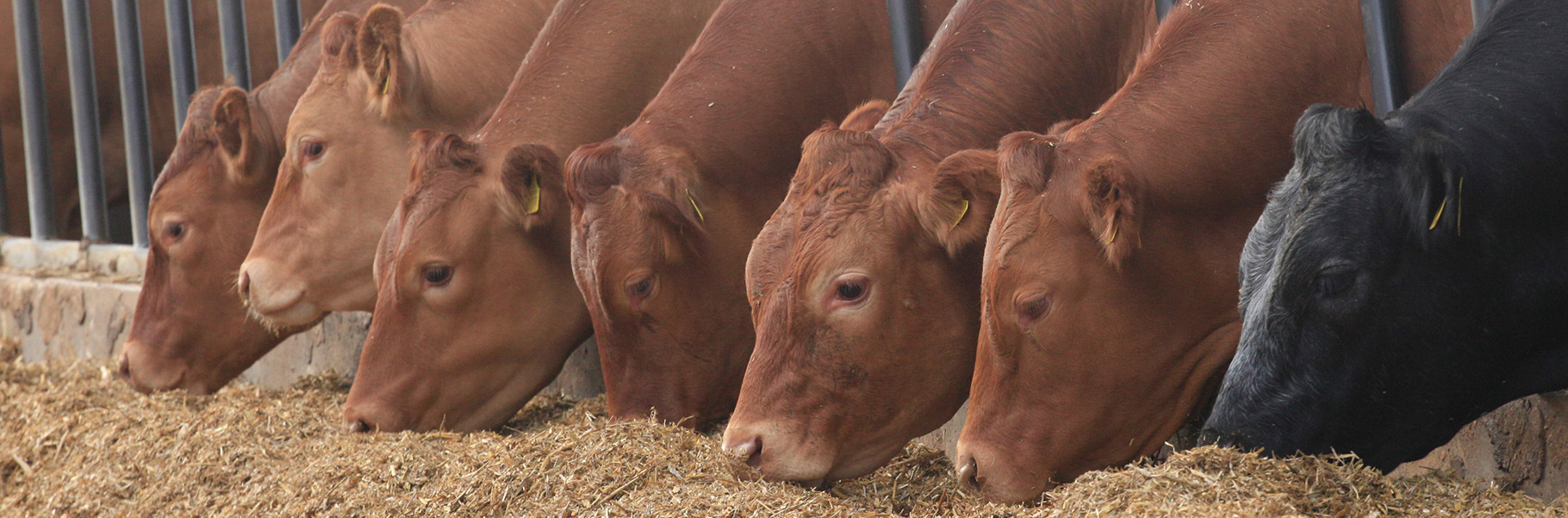 Cattle reared on Taylors Farm in Lancashire